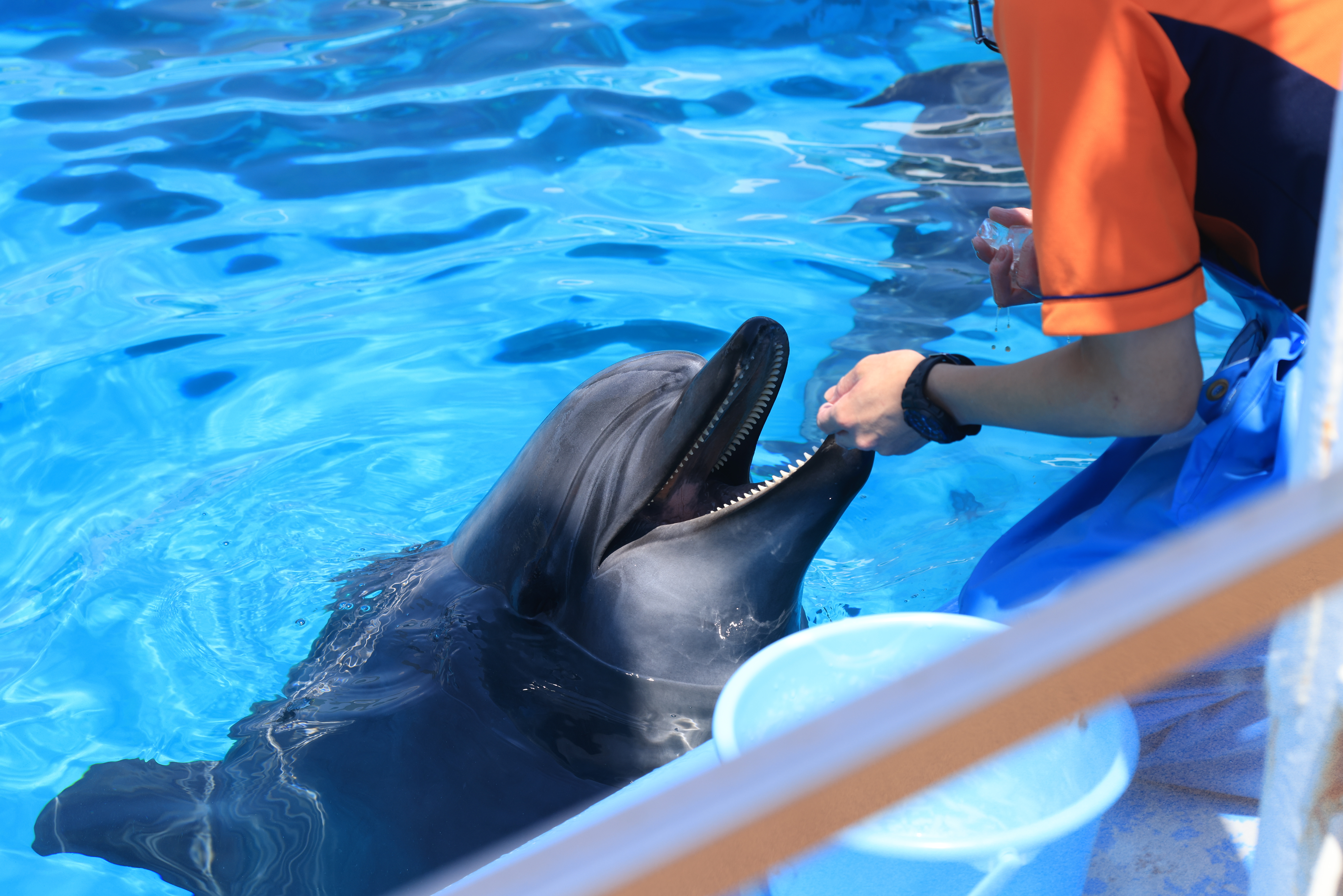 野生動物・動物園学科